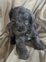 Blue - Reserved, a male Cockapoo for sale in Orange Park, FL – 9 of 10