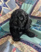 Teddy Bear - Reserved, a male Cockapoo for sale in Orange Park, FL – 3 of 9