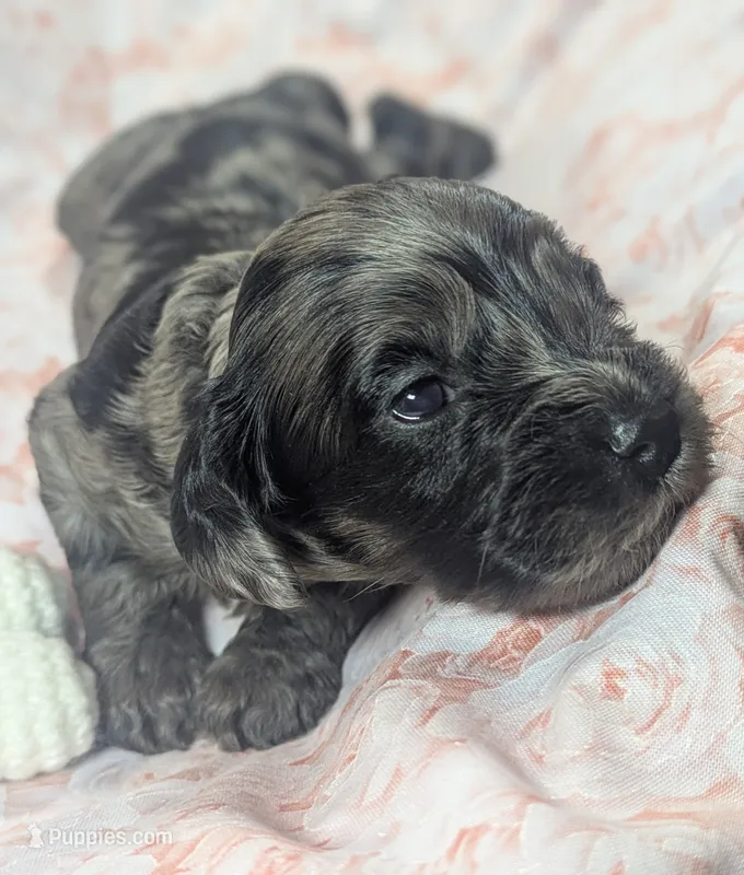 Honeybee  – Cockapoo puppy for sale in Orange Park, FL