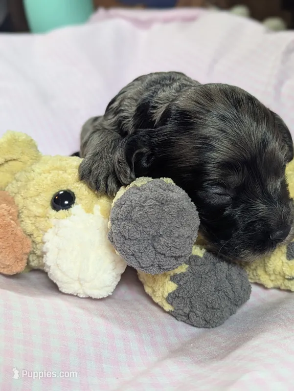 Honeybee  – Cockapoo puppy for sale in Orange Park, FL