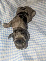 Summer, a male Cockapoo for sale in Orange Park, FL – 3 of 4