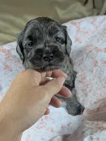 Gidget , a female Cockapoo for sale in Orange Park, FL – 7 of 8