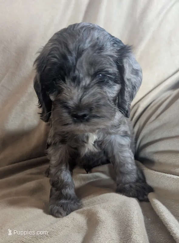 Milo – Cockapoo puppy for sale in Orange Park, FL