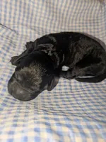 Sunny, a male Cockapoo for sale in Orange Park, FL – 4 of 6