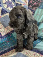 Blue - Reserved, a male Cockapoo for sale in Orange Park, FL – 3 of 10