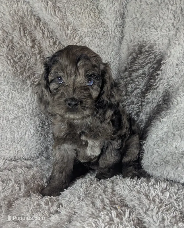Blue  – Cockapoo puppy for sale in Orange Park, FL