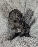 Blue Ready this Week!, a male Cockapoo for sale in Orange Park, FL – 5 of 9