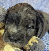 Milo, a male Cockapoo for sale in Orange Park, FL – 5 of 6