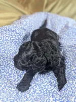 Teddy Bear, a male Cockapoo for sale in Orange Park, FL – 5 of 7