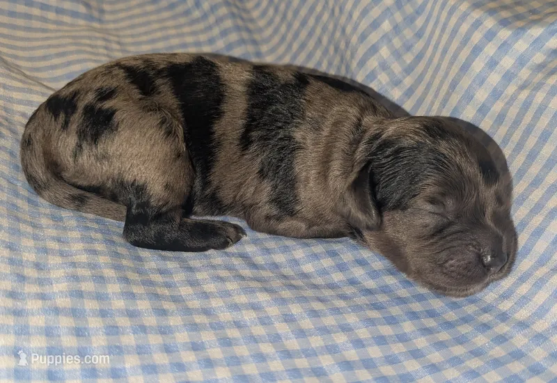 Catamaran – Cockapoo puppy for sale in Orange Park, FL