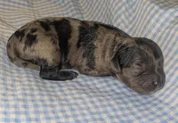 Catamaran, a male Cockapoo for sale in Orange Park, FL – 1 of 4