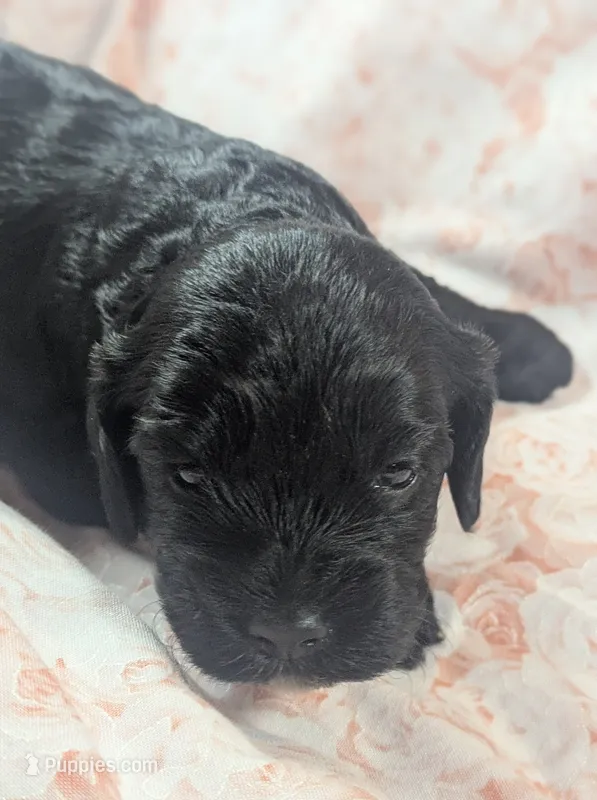 Marigold – Cockapoo puppy for sale in Orange Park, FL