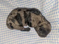 Catamaran, a male Cockapoo for sale in Orange Park, FL – 3 of 4
