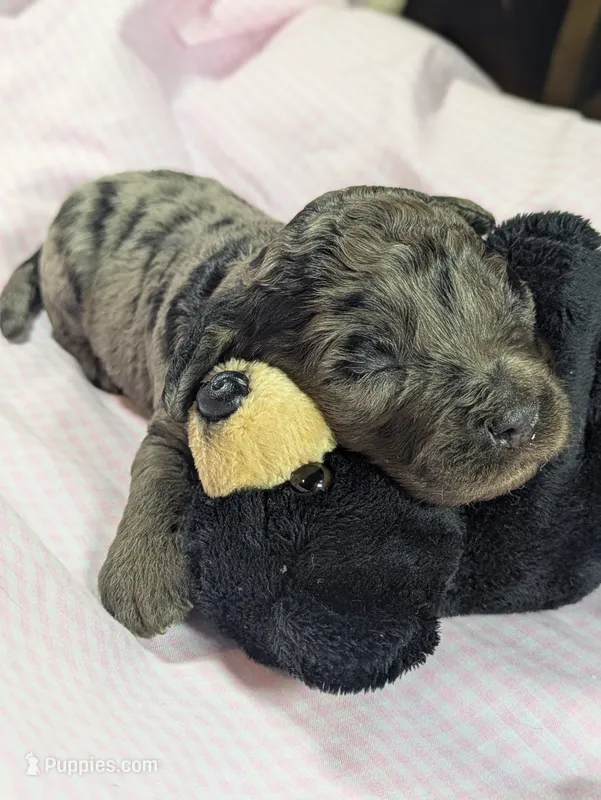 Thistle – Cockapoo puppy for sale in Orange Park, FL