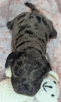 Reserved - Thistle, a female Cockapoo for sale in Orange Park, FL – 3 of 8