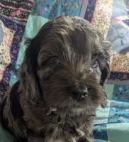 Blue - Reserved, a male Cockapoo for sale in Orange Park, FL – 5 of 10
