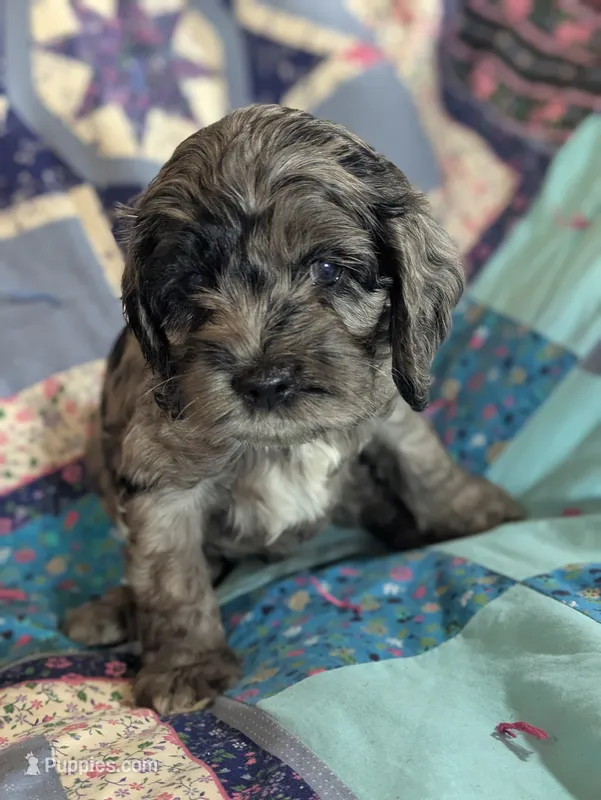 Milo – Cockapoo puppy for sale in Orange Park, FL