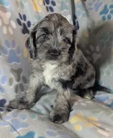 Gidget - Ready this Week!, a female Cockapoo for sale in Orange Park, FL – 5 of 10