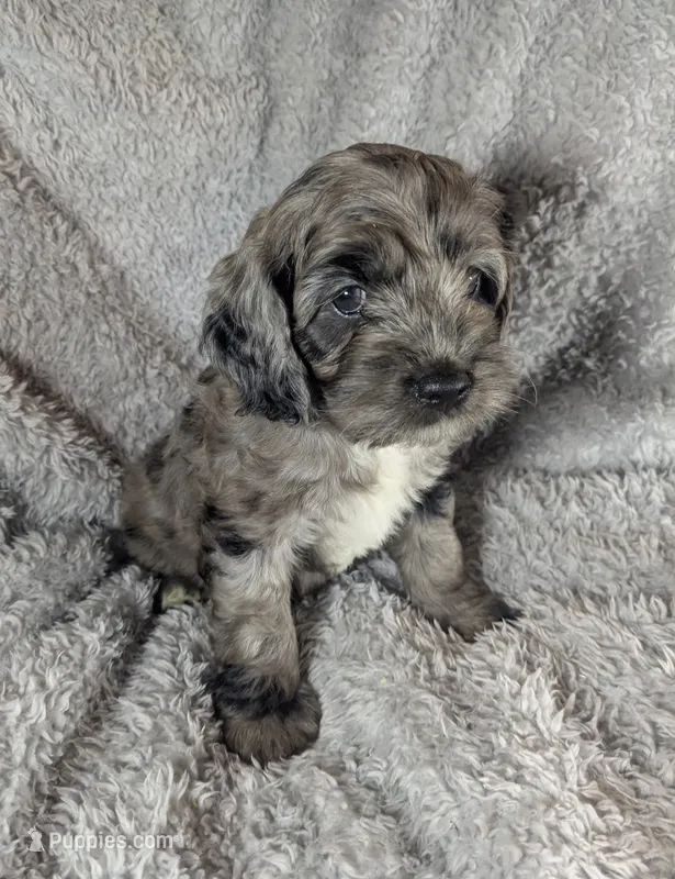 Gidget  – Cockapoo puppy for sale in Orange Park, FL