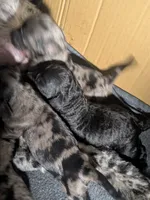 Sunny, a male Cockapoo for sale in Orange Park, FL – 3 of 6