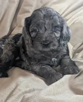 Blue - Reserved, a male Cockapoo for sale in Orange Park, FL – 10 of 10