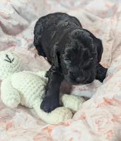 Joy, a female Cockapoo for sale in Orange Park, FL – 5 of 7