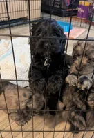 Joy - Reserved, a female Cockapoo for sale in Orange Park, FL – 8 of 9