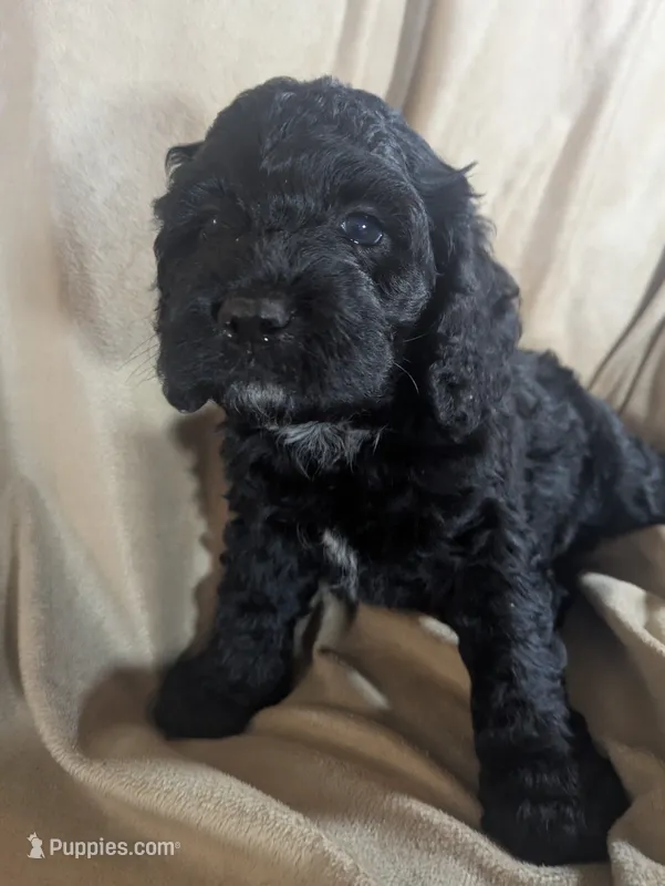 Teddy Bear – Cockapoo puppy for sale in Orange Park, FL