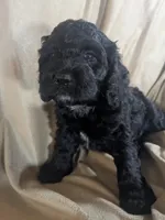 Teddy Bear - Reserved, a male Cockapoo for sale in Orange Park, FL – 5 of 9
