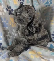 Blue Ready this Week!, a male Cockapoo for sale in Orange Park, FL – 3 of 9