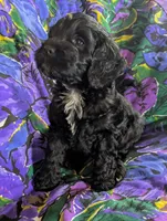Joy - Reserved, a female Cockapoo for sale in Orange Park, FL – 5 of 9