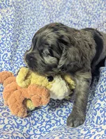 Milo, a male Cockapoo for sale in Orange Park, FL – 4 of 6