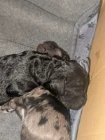 Sunny, a male Cockapoo for sale in Orange Park, FL – 5 of 6