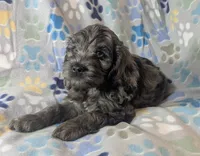 Blue Ready this Week!, a male Cockapoo for sale in Orange Park, FL – 1 of 9