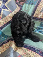 Teddy Bear - Reserved, a male Cockapoo for sale in Orange Park, FL – 4 of 9