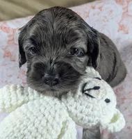 Gidget , a female Cockapoo for sale in Orange Park, FL – 6 of 8