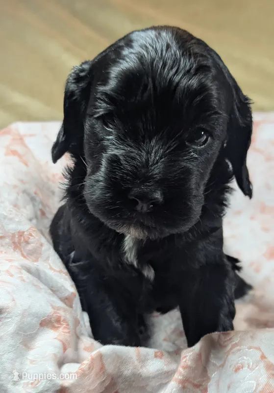 Marigold – Cockapoo puppy for sale in Orange Park, FL