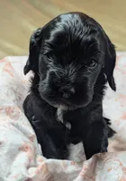 Joy, a female Cockapoo for sale in Orange Park, FL – 1 of 7