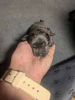 Sassafras , a female Cockapoo for sale in Orange Park, FL – 6 of 6