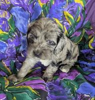 Gidget - Ready this Week!, a female Cockapoo for sale in Orange Park, FL – 10 of 10