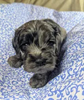 Milo, a male Cockapoo for sale in Orange Park, FL – 3 of 6
