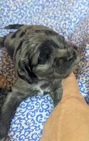 Milo, a male Cockapoo for sale in Orange Park, FL – 2 of 6