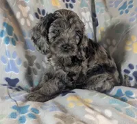 Blue Ready this Week!, a male Cockapoo for sale in Orange Park, FL – 4 of 9