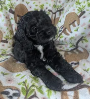 Joy - Ready this Week!, a female Cockapoo for sale in Orange Park, FL – 3 of 9