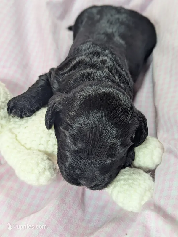 Marigold – Cockapoo puppy for sale in Orange Park, FL