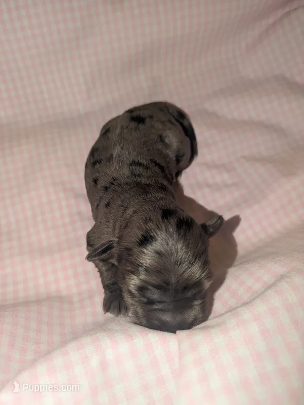 Sassafras  – Cockapoo puppy for sale in Orange Park, FL