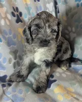 Gidget - Ready this Week!, a female Cockapoo for sale in Orange Park, FL – 3 of 10