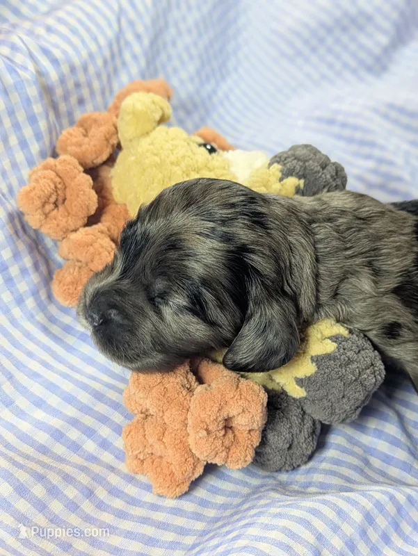 Summer – Cockapoo puppy for sale in Orange Park, FL