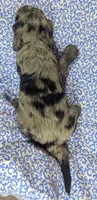 Milo, a male Cockapoo for sale in Orange Park, FL – 6 of 6