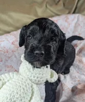 Joy, a female Cockapoo for sale in Orange Park, FL – 2 of 7